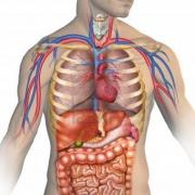 Anatomie Anatomie