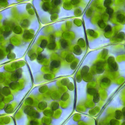 Biologie végétale Biologie végétale
