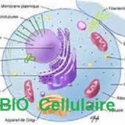 Biologie cellulaire Biologie cellulaire