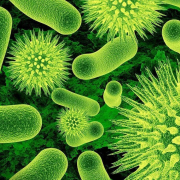 Microbiologie Microbiologie